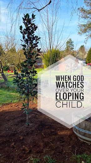 11K views · 201 reactions | That tree will be a reminder of Gods...