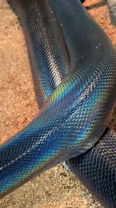 What a beautiful iridescence on Nightfurry! #animals #reptile #snake #python #rainbow #reels #reptarium | The Reptarium