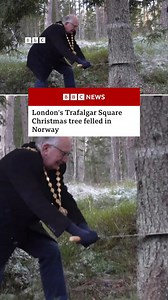 1.4M views · 3.8K reactions | Trafalgar Square’s Christmas tree has...