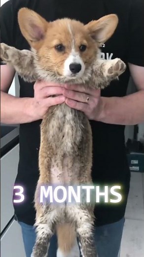 Corgi - From Puppy to Dog Transformation (From 3 Weeks to 1 Year)