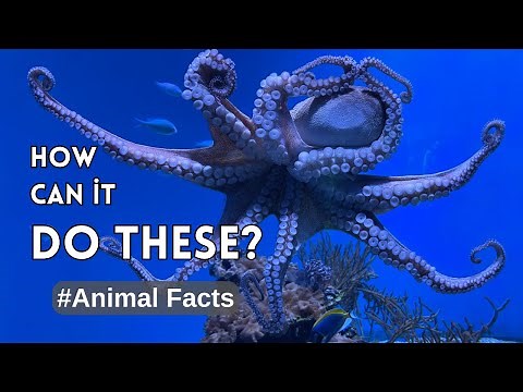 The Amazing Biology of Octopuses | Animal Facts