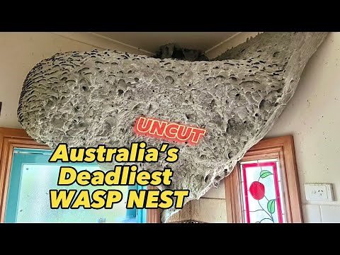 (UNCUT) Australia’s Deadliest WASP NEST