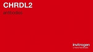 CHRDL2 antibodies from Thermo Fisher Scientific
