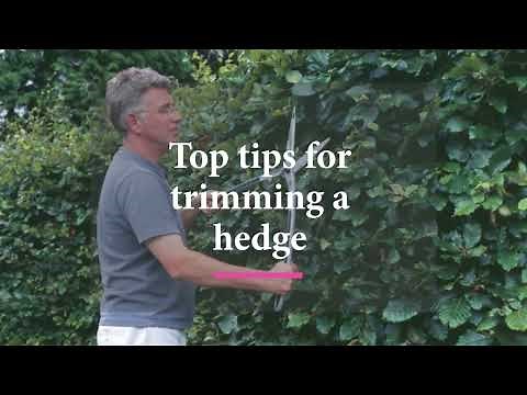 How to trim a hedge