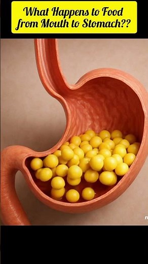 "What Happens to Food from Mouth to Stomach | 3D Digestive Journey"
