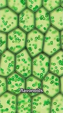 Watercress: The World’s Healthiest Veg with 100% Nutrient Score!