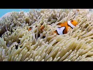 Finding Nemo turns 20