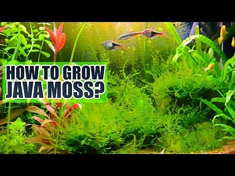 How to grow Java moss Basics