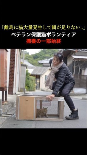 [Rescuing 40 Cats in One Day] Working every day to save the overpopulated cat population on a rem...