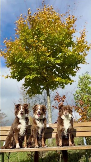 Adorable Trio: Three Happy Dogs on a Bench in Beautiful Autumn Foliage