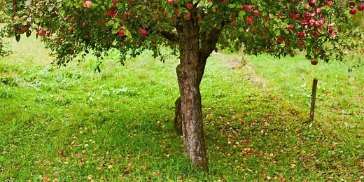 Are Apple Tree Roots Invasive (Will They Cause Damage)?