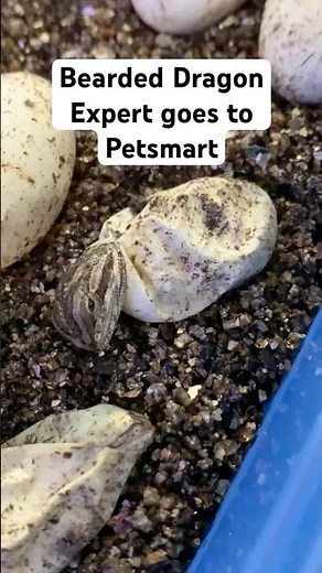 Best Bearded Dragon Supplies at Petsmart