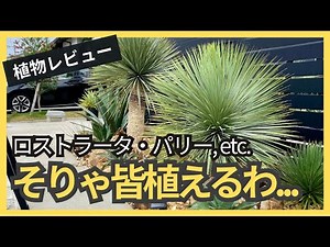 【強健】ドライガーデン定番植物4選！5年育てた本音をレビュー