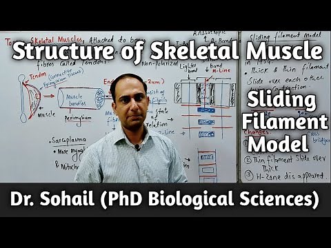 Structure of Skeletal Muscle Fiber/Cell | Sliding Filament Model | Myofibrils | 12th Biology| MDCAT