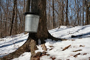 Difference Between Organic and Conventional Maple Syrup