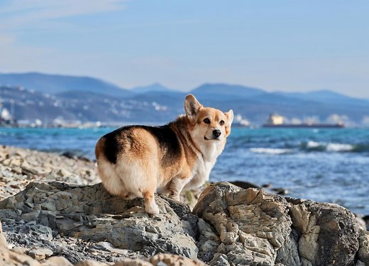 Why Your Dog Farts and What to Do About It