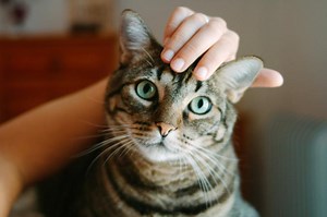 11 Common Male Cat Behaviors