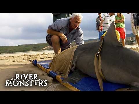 5 BIGGEST Shark Catches On River Monsters