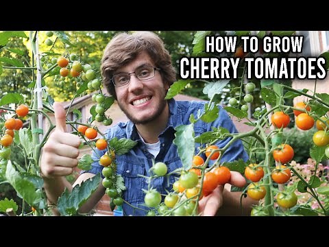 My Tips for Growing Cherry Tomatoes