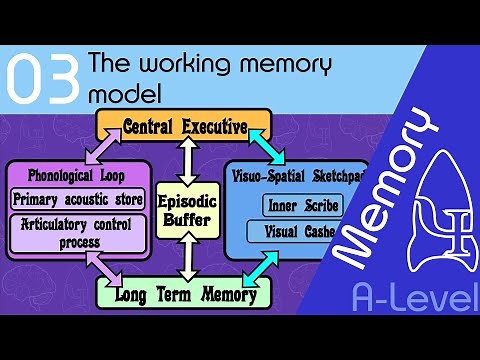 The working memory model [AQA ALevel]