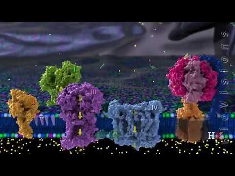 Electron Transport Chain