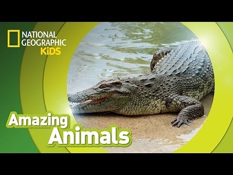 Crocodile | Amazing Animals