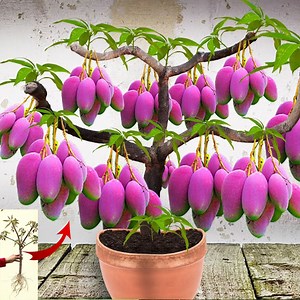 Wow! how to propagation mango tree in papaya fruit get fruits fast 100% using this special method | Tree Garden