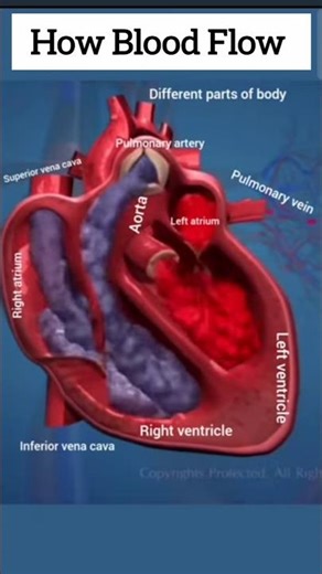 3d animated blood flow of the heart #anatomy #meded #3dmodel