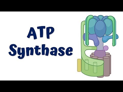 ATP synthase || Structure and Function