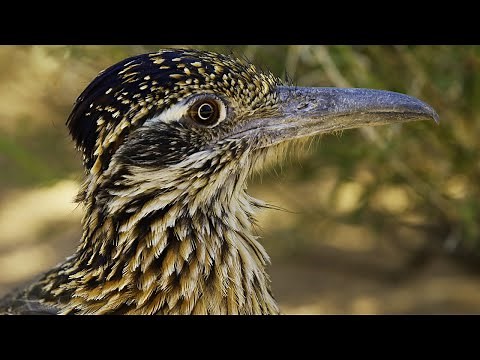 Roadrunner's Race Against Time | 4K UD | Seven Worlds One Planet | BBC Earth