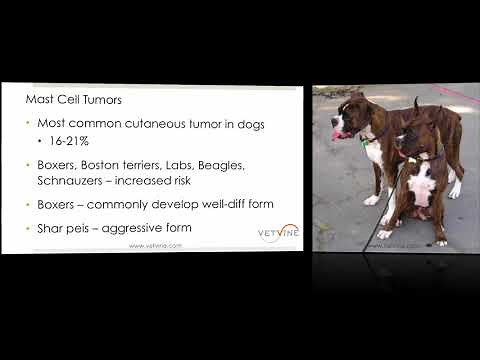 Mast Cell Tumors - The Most Common Skin Tumor in Dogs