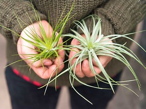 What Are Air Plants & How Do You Care For Them? - realestate.com.au