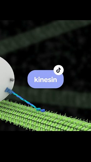 Understanding the Movement of Motor Proteins Along Microtubules