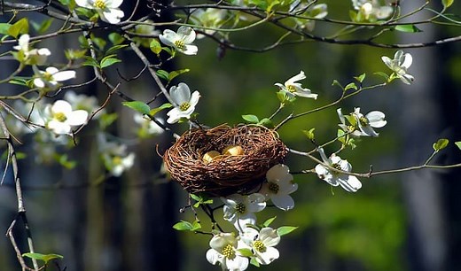 When is the Bird Nesting Season? - Dates & Duration