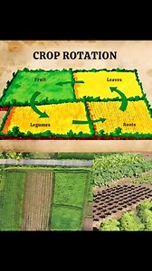 🌱 Crop Rotation: A Key Practice for Healthy and Productive Soil 🌱 Crop rotation is an agricultural technique that involves alternating different types of plants on the same soil over various growing cycles. 👩🌾👨🌾 🔄 How does it work? We divide crops into several categories, as in the following example: 1️⃣ Fruits: Plants that produce fruits, like tomatoes or peppers. 2️⃣ Leaves: Crops such as lettuce, beets, or spinach. 3️⃣ Roots: Carrots, radishes, beets, etc. 4️⃣ Legumes: Beans, peas, and