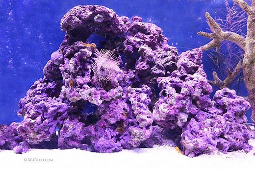 Live Rock For Saltwater Aquariums - The Ultimate Guide | ARC Reef