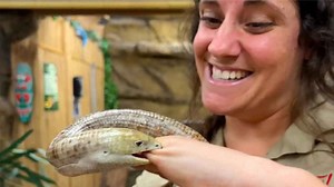 legless lizard bites!