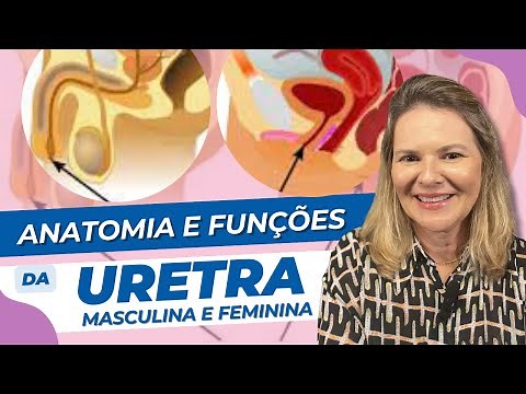 Anatomy of the Male and Female Urethra | Anatomy for You