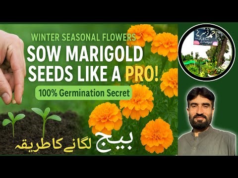 How to Sow Seasonal Flower Seeds Like a Pro 🌼 | Complete Step-by-Step Guide for Beginners