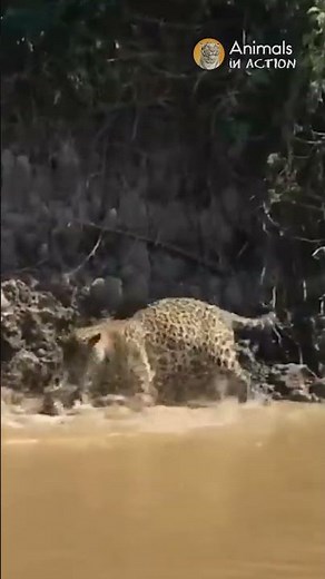 Jaguar battles a large Anaconda Snake! #jaguar #animals #wildlife