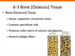 Bone Cells and Structure