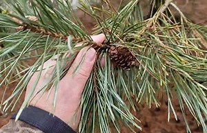 Intro to Trees of Indiana: Scotch Pine