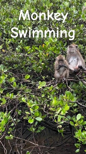 Monkey Expert in Swimming| Meet Langakawi's Mangrove monkeys #langkawi
