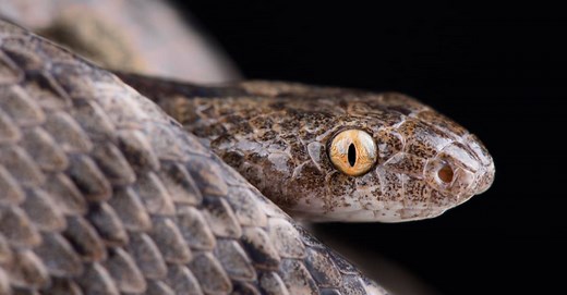 How Do Snakes See? Everything We Know About Their Vision
