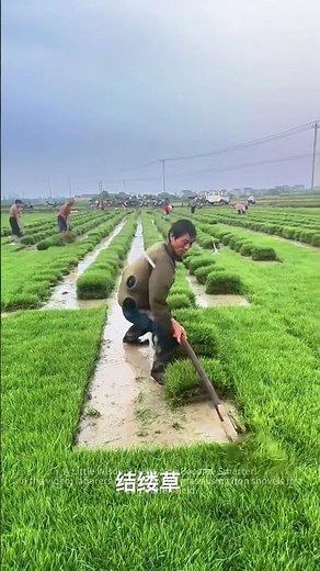 Workers harvest zoysia with shovels in the zoysia planting area