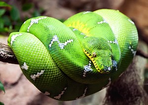 46 Emerald Tree Boa Facts: Both Species Guide (Jewel of the Amazon) | Everywhere Wild