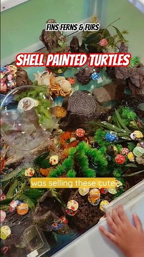 Cute Little Shell Painted Turtles 🐢 But Are They Safe?! #turtle #animals #aquariumlife