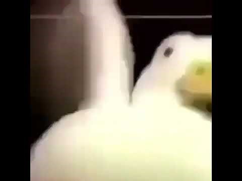 Duck memes #1