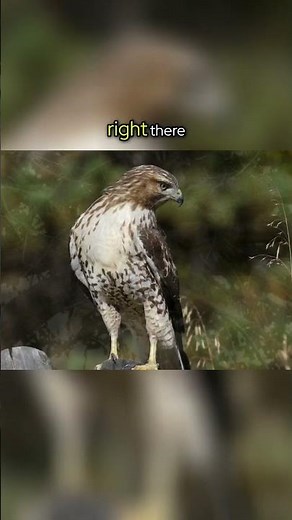 Amazing Red Tailed Hawk Facts!