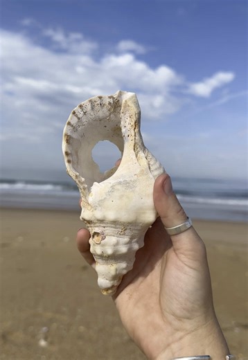 Discover Unique Shells on This Beautiful Beach